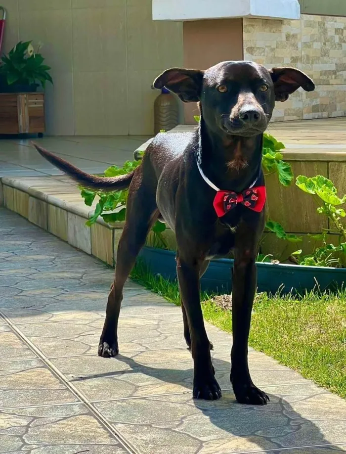 Cachorro ra a SRD-ViraLata idade 1 ano nome CHICO