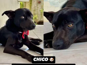 Cachorro raça SRD-ViraLata idade 1 ano nome CHICO