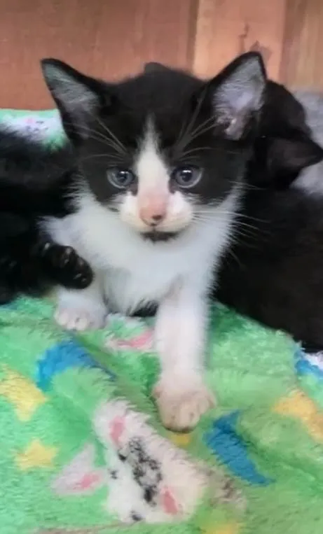 Gato ra a SRD-ViraLata idade Abaixo de 2 meses nome Guto