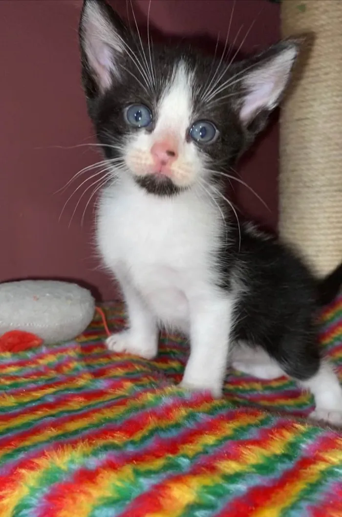 Gato ra a SRD-ViraLata idade Abaixo de 2 meses nome Guto