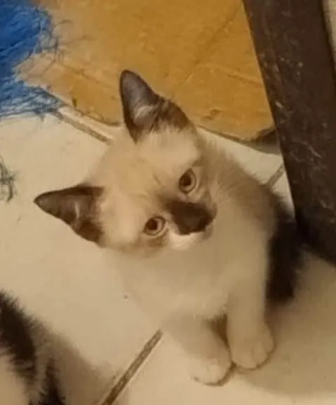 Gato ra a Siamês idade Abaixo de 2 meses nome Bam bam