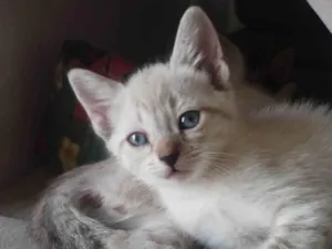 Gato raça SRD-ViraLata idade Abaixo de 2 meses nome Mia