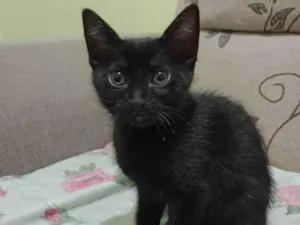 Gato raça SRD-ViraLata idade 2 a 6 meses nome Marie