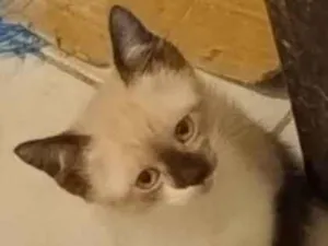 Gato raça Siamês idade Abaixo de 2 meses nome Bam bam