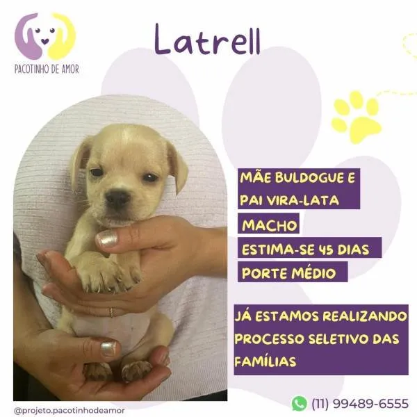 Cachorro ra a SRD-ViraLata idade 2 a 6 meses nome Latrell