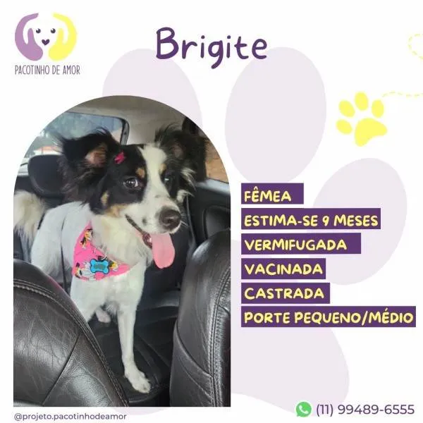 Cachorro ra a SRD-ViraLata idade 1 ano nome Brigitte