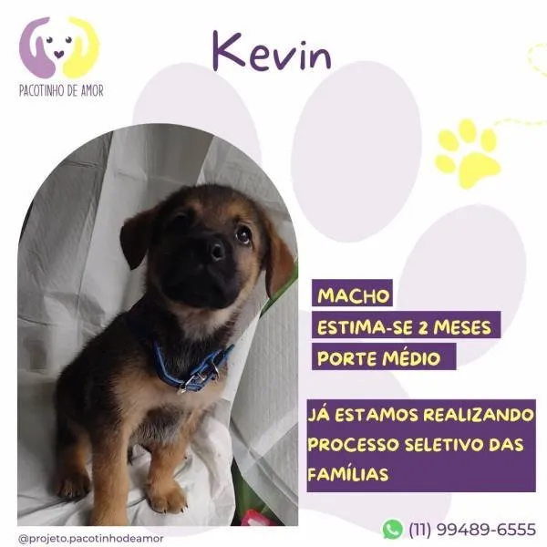 Cachorro ra a SRD-ViraLata idade 2 a 6 meses nome Kevin