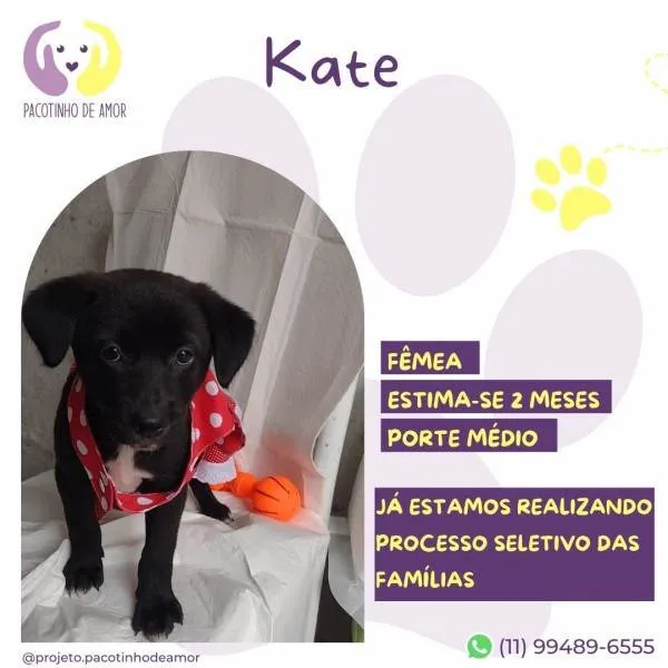 Cachorro ra a SRD-ViraLata idade 2 a 6 meses nome Kate