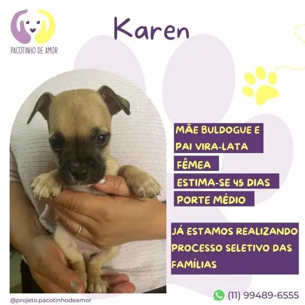 Cachorro ra a SRD-ViraLata idade 2 a 6 meses nome Karen