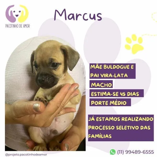 Cachorro ra a SRD-ViraLata idade 2 a 6 meses nome Marcus