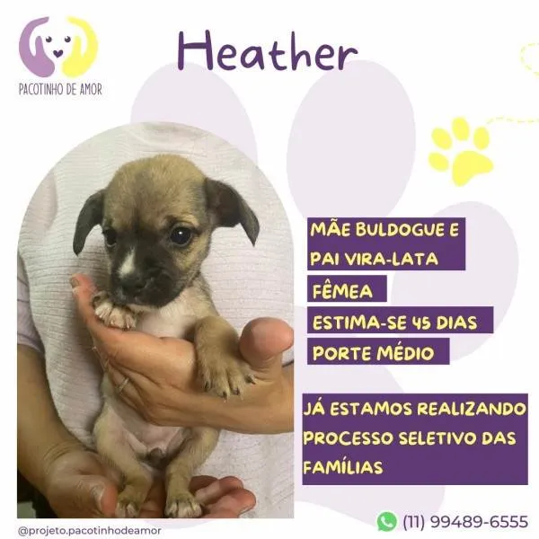 Cachorro ra a SRD-ViraLata idade 2 a 6 meses nome Heather