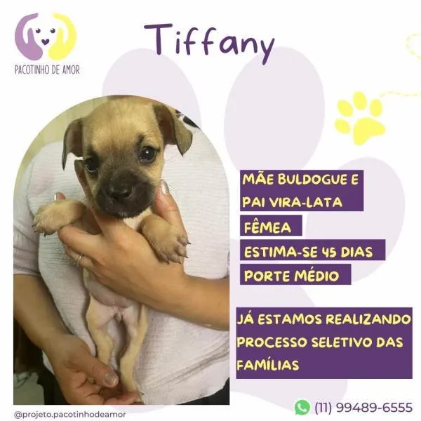 Cachorro ra a SRD-ViraLata idade 2 a 6 meses nome Tiffany