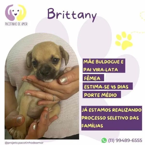 Cachorro ra a SRD-ViraLata idade 2 a 6 meses nome Brittany