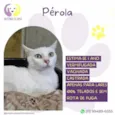 Perola