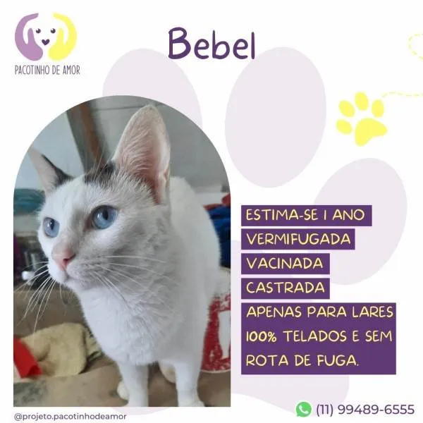 Gato ra a SRD-ViraLata idade 1 ano nome Bebel