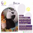 Beca