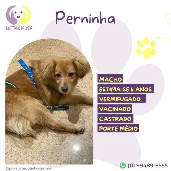 Cachorro ra a SRD-ViraLata idade 1 ano nome Perninha