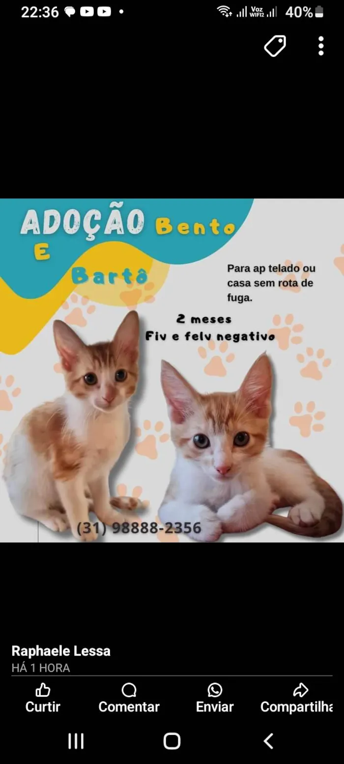 Gato ra a SRD-ViraLata idade 2 a 6 meses nome Bartô