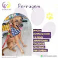 Ferrugem