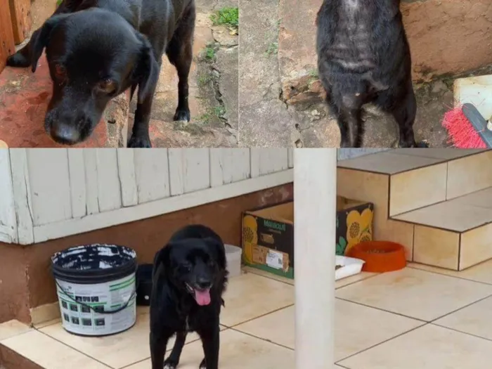 Cachorro ra a SRD-ViraLata idade 6 ou mais anos nome Alasca