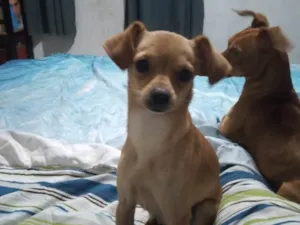 Cachorro raça SRD-ViraLata idade 1 ano nome Snoopy