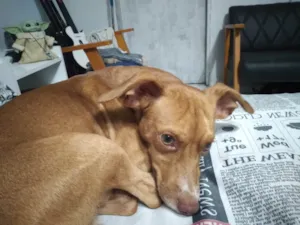 Cachorro raça SRD-ViraLata idade 3 anos nome Favela