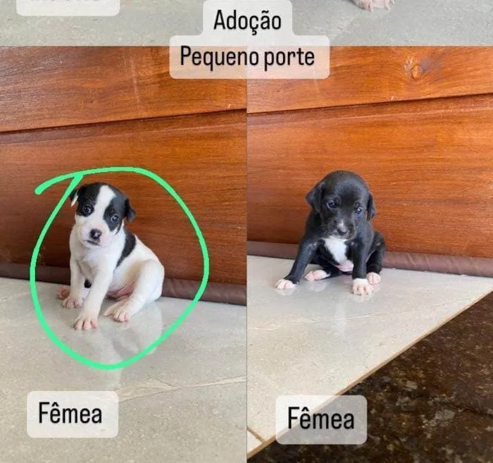 Cachorro ra a SRD-ViraLata idade Abaixo de 2 meses nome Pretinha nome temporário e tem a amora 