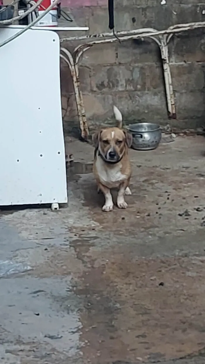 Cachorro ra a SRD-ViraLata idade 3 anos nome Scooby