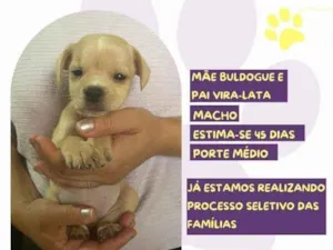 Cachorro raça SRD-ViraLata idade 2 a 6 meses nome Latrell