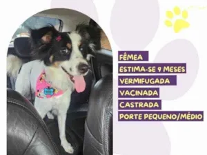 Cachorro raça SRD-ViraLata idade 1 ano nome Brigitte