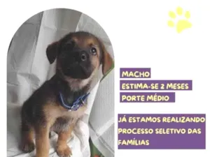 Cachorro raça SRD-ViraLata idade 2 a 6 meses nome Kevin