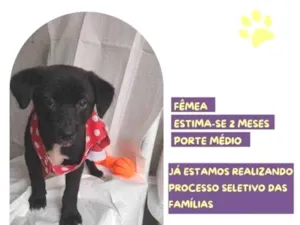 Cachorro raça SRD-ViraLata idade 2 a 6 meses nome Kate