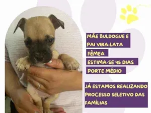 Cachorro raça SRD-ViraLata idade 2 a 6 meses nome Karen