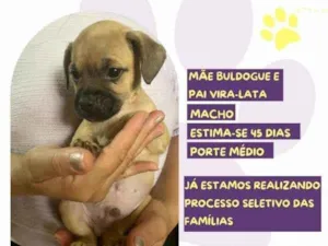 Cachorro raça SRD-ViraLata idade 2 a 6 meses nome Marcus