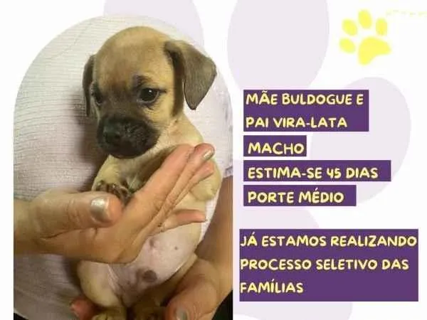 Cachorro ra a SRD-ViraLata idade 2 a 6 meses nome Marcus