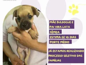 Cachorro raça SRD-ViraLata idade 2 a 6 meses nome Tiffany