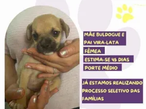 Cachorro raça SRD-ViraLata idade 2 a 6 meses nome Brittany