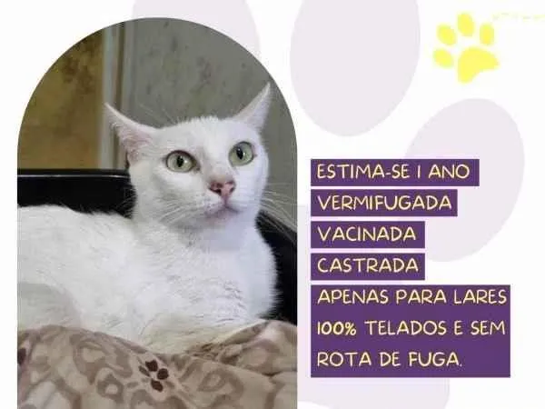 Gato ra a SRD-ViraLata idade 1 ano nome Perola