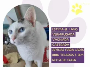 Gato raça SRD-ViraLata idade 1 ano nome Bebel