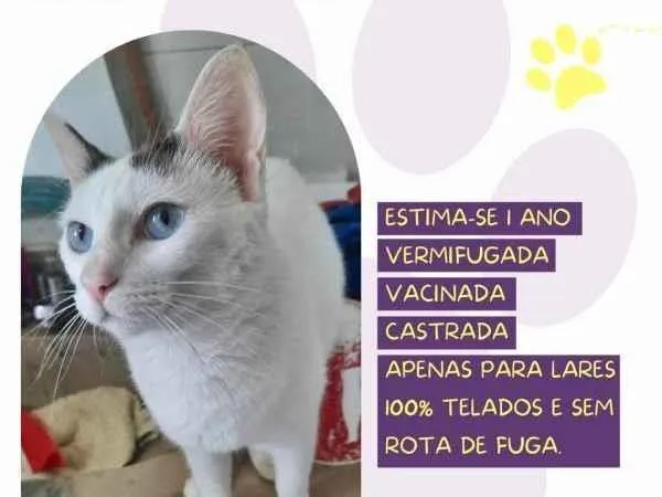 Gato ra a SRD-ViraLata idade 1 ano nome Bebel