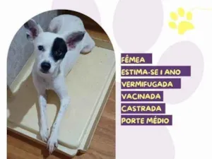 Cachorro raça SRD-ViraLata idade 1 ano nome Dora