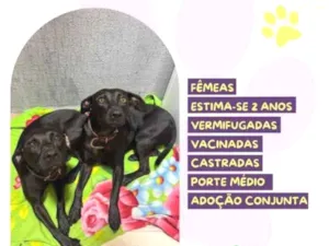 Cachorro raça SRD-ViraLata idade 1 ano nome Pepe e nenem