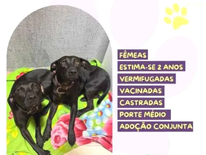 Cachorro ra a SRD-ViraLata idade 1 ano nome Pepe e nenem