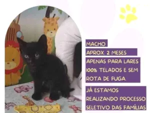 Gato raça SRD-ViraLata idade 2 a 6 meses nome Dicky