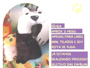 Gato raça SRD-ViraLata idade 2 a 6 meses nome Beca