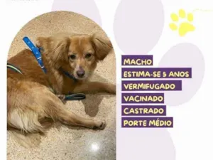 Cachorro raça SRD-ViraLata idade 1 ano nome Perninha