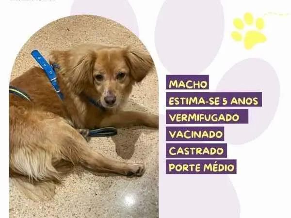 Cachorro ra a SRD-ViraLata idade 1 ano nome Perninha