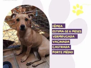 Cachorro raça SRD-ViraLata idade 1 ano nome Melissa