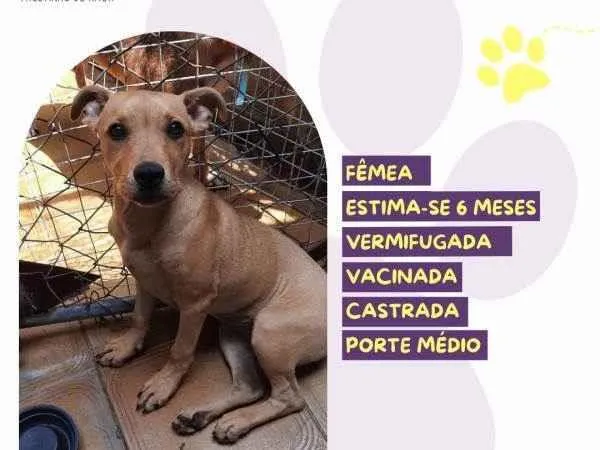 Cachorro ra a SRD-ViraLata idade 1 ano nome Melissa