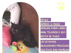 Gato raça SRD-ViraLata idade 2 a 6 meses nome Leka